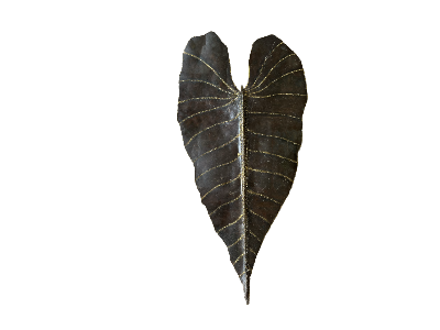 Applique Feuille Alocasia Nouveauté 2023