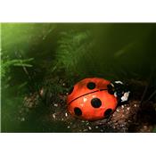 Ladybird PM