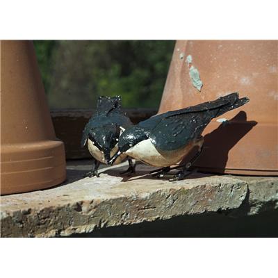 Couple of Eurasians nuthatch