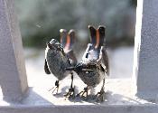 Eurasian wren couple