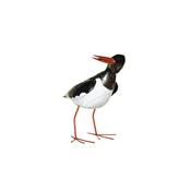 Eurasian oystercatcher