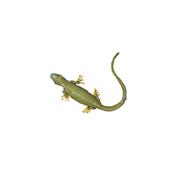 Lézard rond