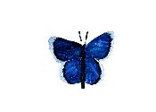 Papillon azuré du midi (bleu) à fixer