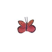 Papillon (Orange)