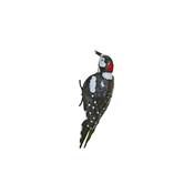 Great spotted woodpecker