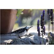 Wagtail singing