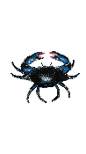 Crabe Porcelaine Bleu