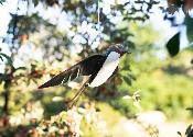 Swallow flying