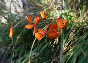 California poppies x5+1button