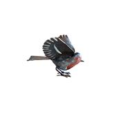 Rouge gorge ailes ouvertes