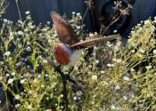 Tuteur Rouge-gorge ailes ouvertes