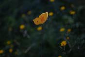 Tuteur papillon Jaune Citron de Provence