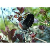 Tuteur Rouge-gorge ailes ouvertes
