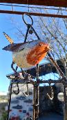 Suet feeder Robin