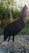Silhouette Pintade (modèle5)