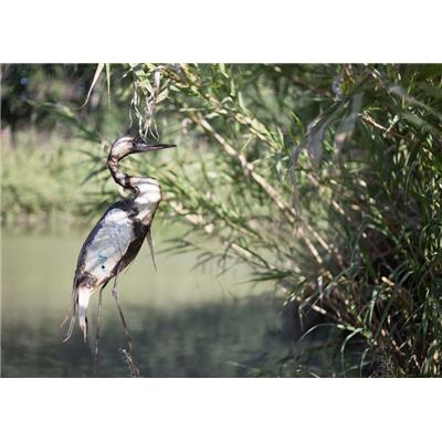 Great egret