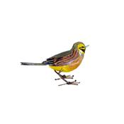 Cirl bunting singing