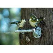 Couple of Kinglet on branch