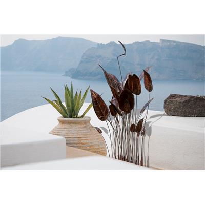 Groupe Colocasia