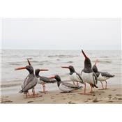 Eurasian oystercatcher