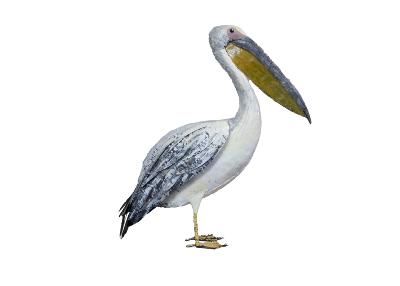 Pelican