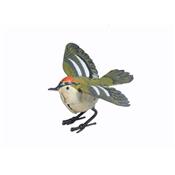 Kinglet open wings