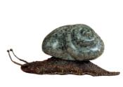 Escargot Droit