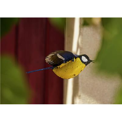 Chickadee flying