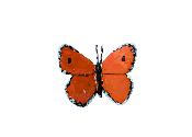 Papillon cuivré des marais (Orange) à fixer
