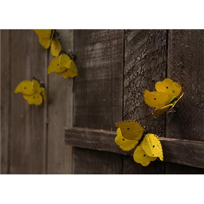 Papillon Citron de Provence