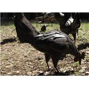 Poule rouille picore