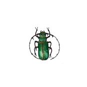 Green beetle PM