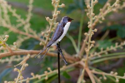 Tuteur 1 Hirondelle