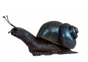Escargot tête en haut