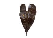 Applique Feuille Alocasia avec Scarabée Doré