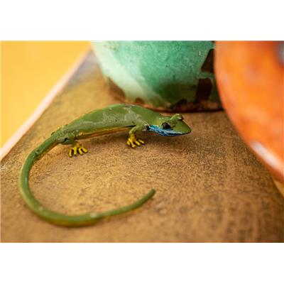 Lézard rond