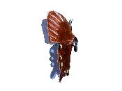 Papillon blumei (noir) à fixer