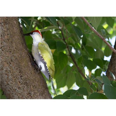 European green woodpecker