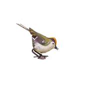 Roitelet picore