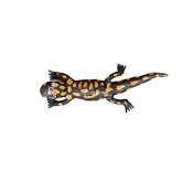 Salamander straight