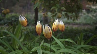 Tulipes Bouquet de 5 Nouveauté 2023