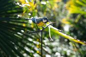 Plant stake Chickadee