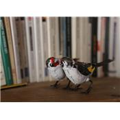 European goldfinch couple