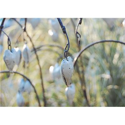 Coeur de Marie Blanc