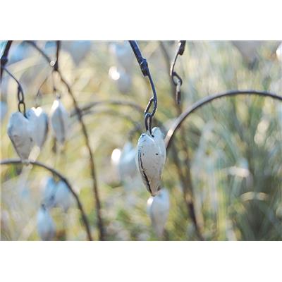 Asian bleeding-heart white