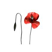 Coquelicot Rouge & bouton taille XL