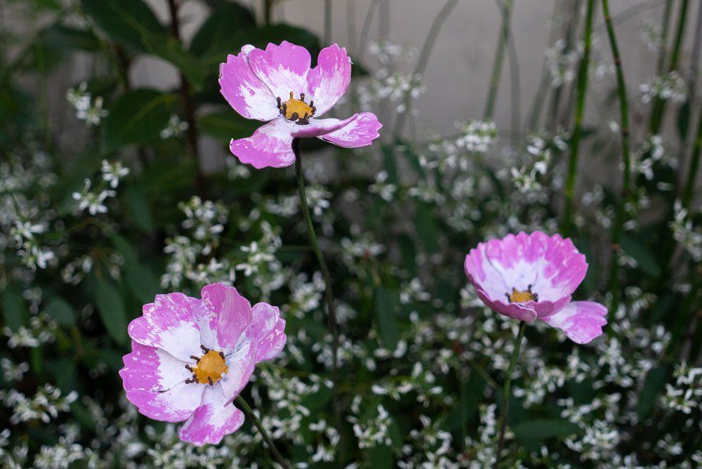 Cosmos Bouquet de 5