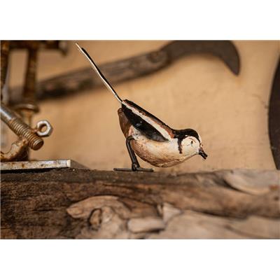 Long-tailed tit pecking