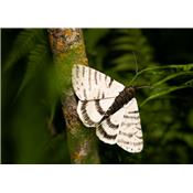 Moth Butterfly PM