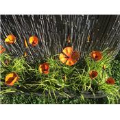 Pavots de Californie Bouquet de 5 + 1 bouton